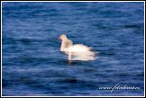 Labutě plující v Baltu