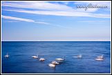 Baltské moře s plujícími labutěmi