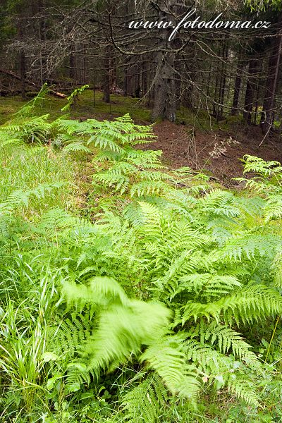 Lesní kapradiny v národním parku Tiveden, Švédsko