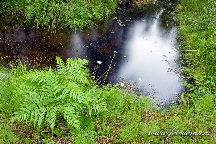 Lesní kapradiny a přesličky u tůňky v národním parku Tiveden, Švédsko