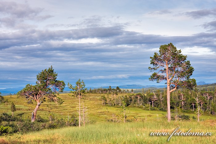 Krajina u řeky Torsbjørka, Národní park Skarvan og Roltdalen, Norsko