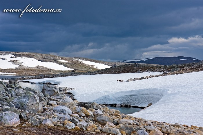 Sobi na sněhovém poli pod vrcholem Steindalstinden. Národní park Saltfjellet-Svartisen, kraj Nordland, Norsko