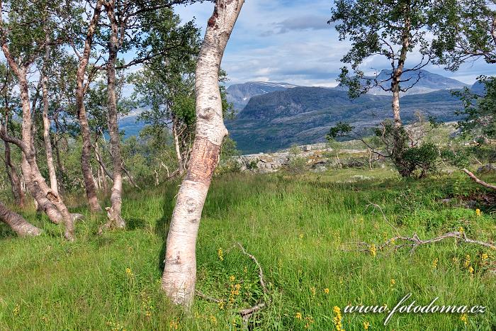 Lesík, národní park Rago, kraj Nordland, Norsko