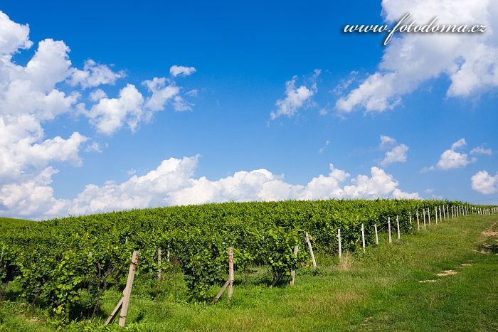 Fotka Réva vinná, Vitis vinifera