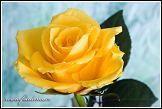 Květ žluté růže