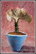 Roubovaný pryšec v květináči (Euphorbia)