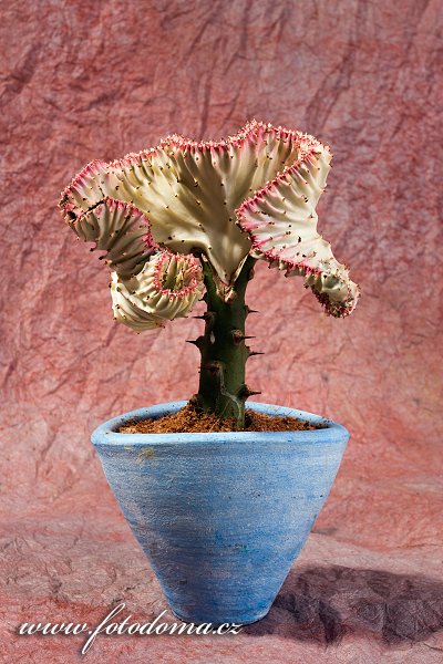 Fotka Roubovaný pryšec v květináči (Euphorbia)