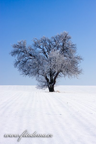 Fotka Zimní krajina se stromem