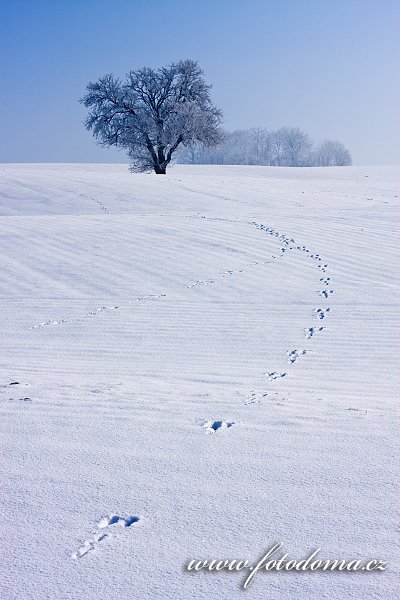 Fotka Zimní krajina se stromem