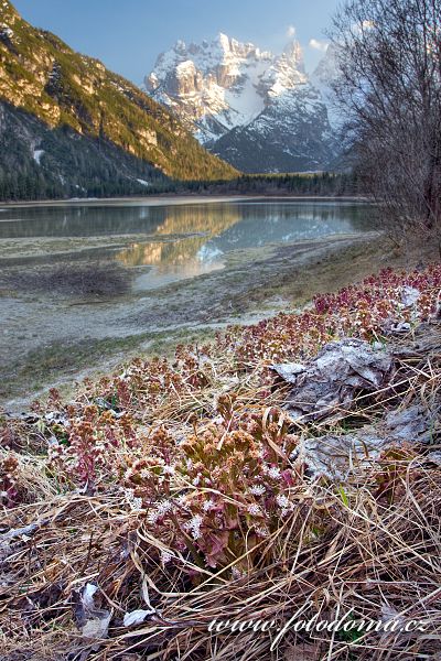 Devětsil lékařský (Petasites hybridus, Tussilago hybrida) u jezera Lago di Landro (Durrensee), Dolomity, Itálie