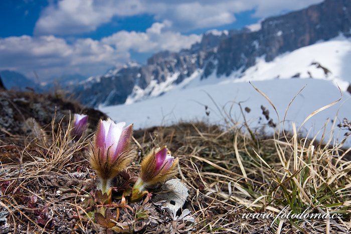 Koniklec jarní na temeni Creste de Zonia, Dolomity