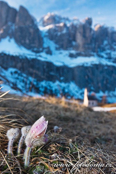 Koniklec jarní (Pulsatilla vernalis, Anemone vernalis) nad Passo Gardena (Grödner Joch), Dolomity