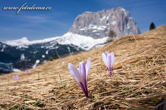 Šafrán bělokvětý (Crocus albiflorus) a Sasso Lungo (Langkofel), Dolomity