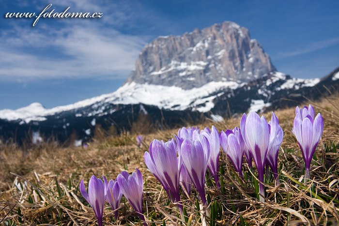 Šafrán bělokvětý (Crocus albiflorus) a Sasso Lungo (Langkofel), Dolomity