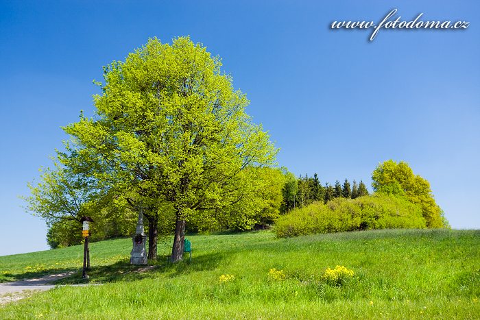 Fotka Lípy a kříž u Mniší, Kopřivnice