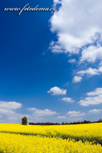 Fotka Řepkové pole u Valdeku