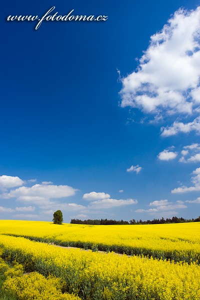 Fotka Řepkové pole u Valdeku