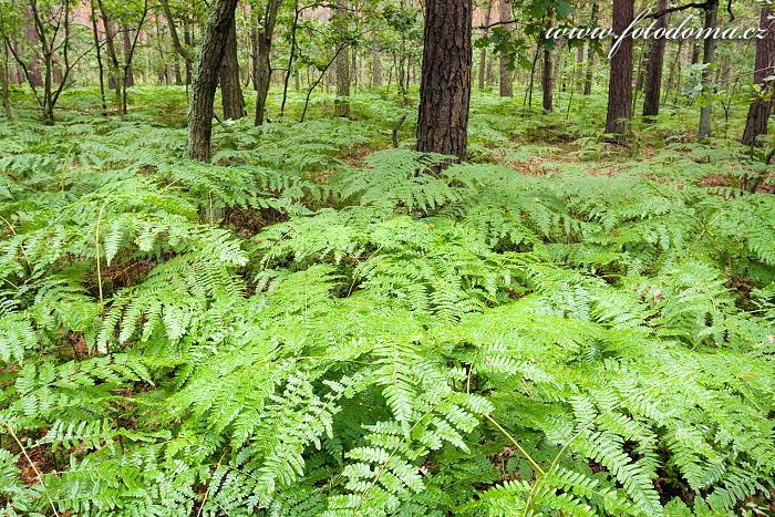 Fotka Kapradí v lese u obce Roztoka, Kampinoski národní park