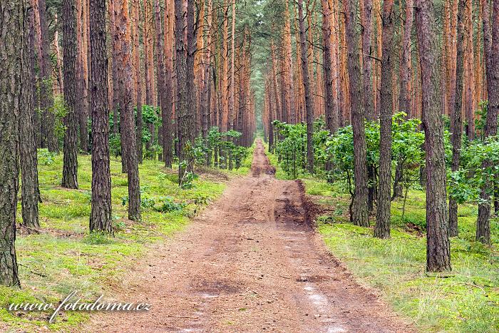 Fotka Požární cesta v borovém lese u obce Roztoka, Kampinoski národní park