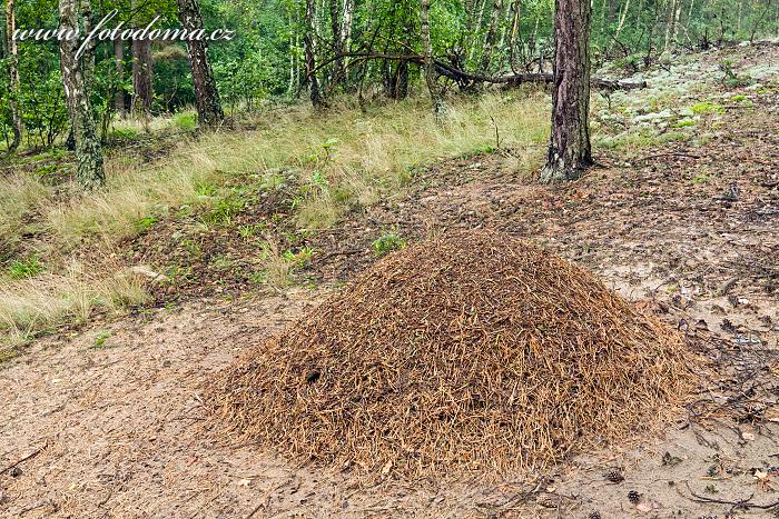 Fotka Mraveniště v lese u obce Roztoka, Kampinoski národní park