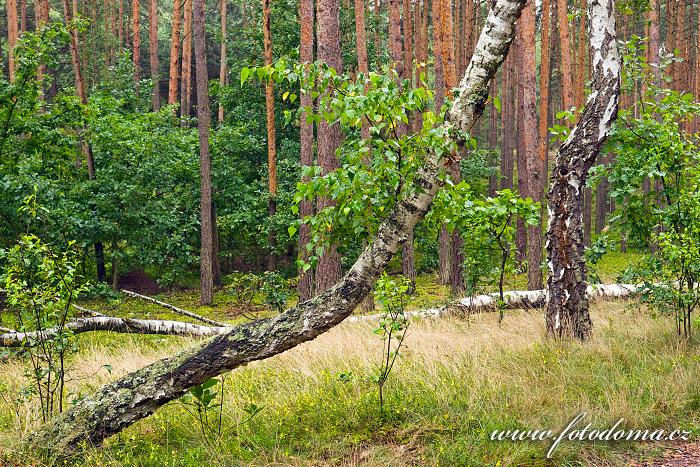 Fotka Břízy rostoucí v borovém lese u obce Roztoka, Kampinoski národní park