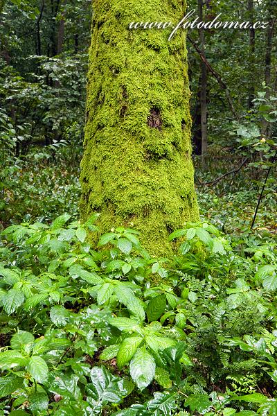 Fotka Netýkavka malokvětá v lese u obce Roztoka, Kampinoski národní park