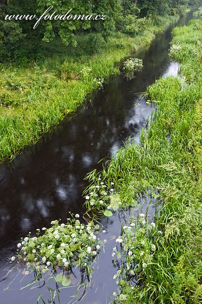 Fotka Zaborawský kanál u obce Roztoka, Kampinoski národní park