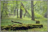 Bělověžský prales, Bělověžský národní park, Białowieski Park Narodowy, Polsko