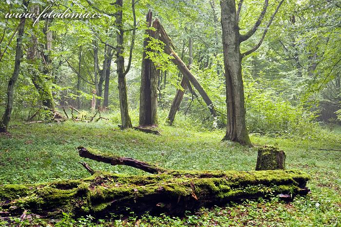 Fotka Bělověžský národní park, Białowieski Park Narodowy, Polsko