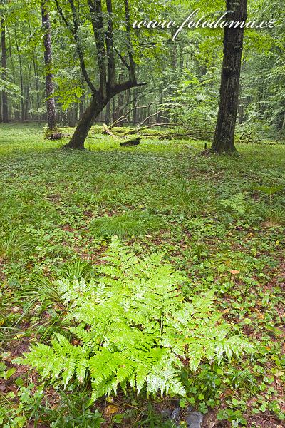 Fotka Kapradí, Bělověžský národní park, Białowieski Park Narodowy, Polsko