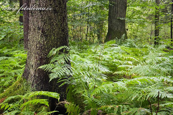 Fotka Kapradí, Bělověžský národní park, Białowieski Park Narodowy, Polsko