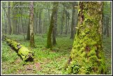 Bělověžský prales, Bělověžský národní park, Białowieski Park Narodowy, Polsko