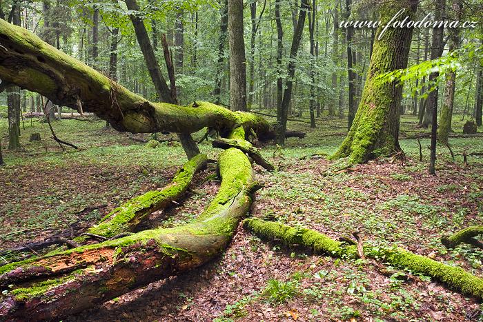 Fotka Bělověžský prales, Polsko