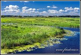 Řeka Narew u města Lapy, Narwianski národní park, Narwianski Park Narodowy, Polsko