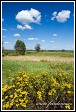 Vratič obecný (Tanacetum vulgare, Chrysanthemum vulgare, Tanacetum boreale) u vesnice Bokiny, Narwianski národní park, Narwianski Park Narodowy, Polsko