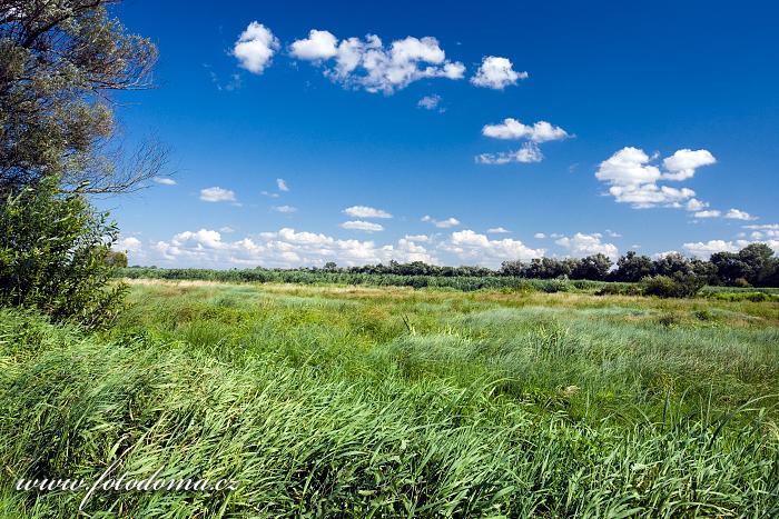 Fotka Mokřiny u vesnice Bokiny, Narwianski národní park, Polsko