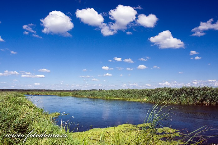 Fotka Řeka Narew u vesnice Bokiny, Narwianski národní park, Polsko