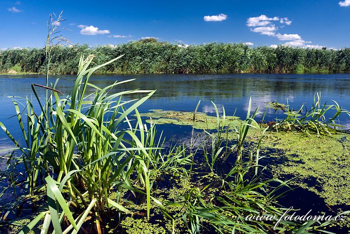 Fotka Řeka Narew u vesnice Bokiny, Narwianski národní park, Polsko