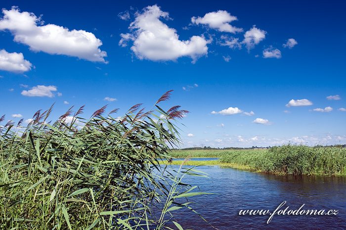 Fotka Řeka Narew u vesnice Bokiny, Narwianski národní park, Polsko