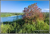 Řeka Narew u vesnice Kurowo, Narwianski národní park, Narwianski Park Narodowy, Polsko