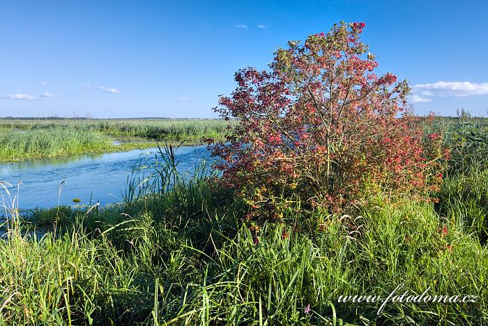 Fotka Řeka Narew u vesnice Kurowo, Narwianski národní park, Polsko