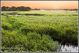 Řeka Narew u vesnice Kruszewo, Narwianski národní park, Narwianski Park Narodowy, Polsko