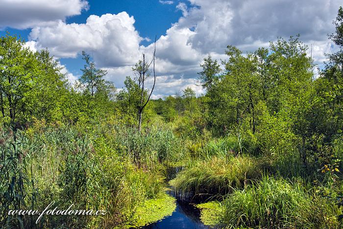 Fotka Bažiny Bagno Podlaskie, Biebrzanski národní park, Polsko