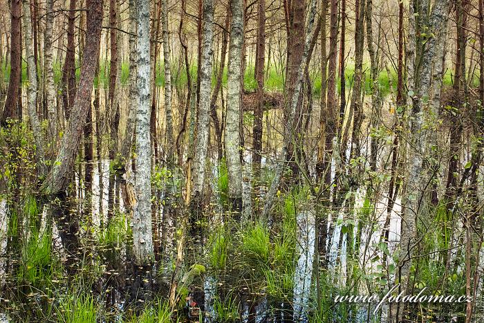 Fotka Bažiny Bagno Podlaskie, Biebrzanski národní park, Polsko