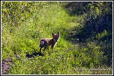 Liška obecná, Vulpes vulpes, Bažiny Bagno Podlaskie, Biebrzanski národní park, Biebrzanski Park Narodowy, Polsko