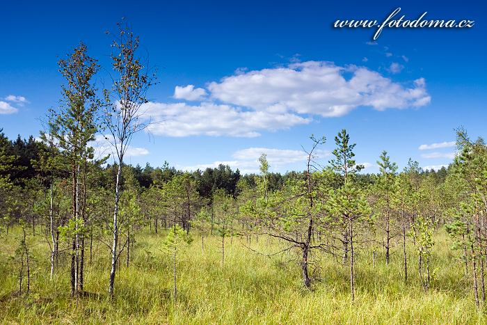 Fotka Bažina u Zatoka Slupianska, jezero Wigry, Wigierski Park Narodowy, Polsko