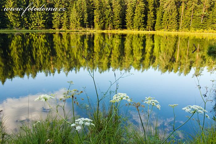 Fotka Okolíky u jezera Suchar Rzepiskowy, Wigierski Park Narodowy, Polsko