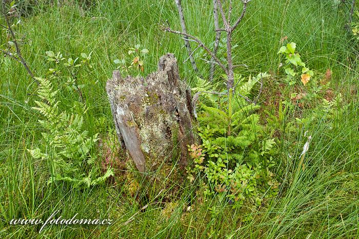 Fotka Přírodní zátiší u jezera Suchar Rzepiskowy, Wigierski Park Narodowy, Polsko