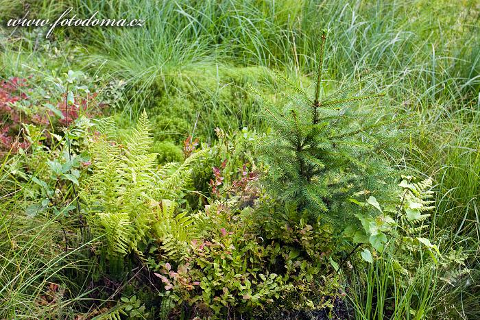 Fotka Přírodní zátiší u jezera Suchar Rzepiskowy, Wigierski Park Narodowy, Polsko