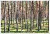 Les v národní přírodní rezervaci Čepkeliai, Litva